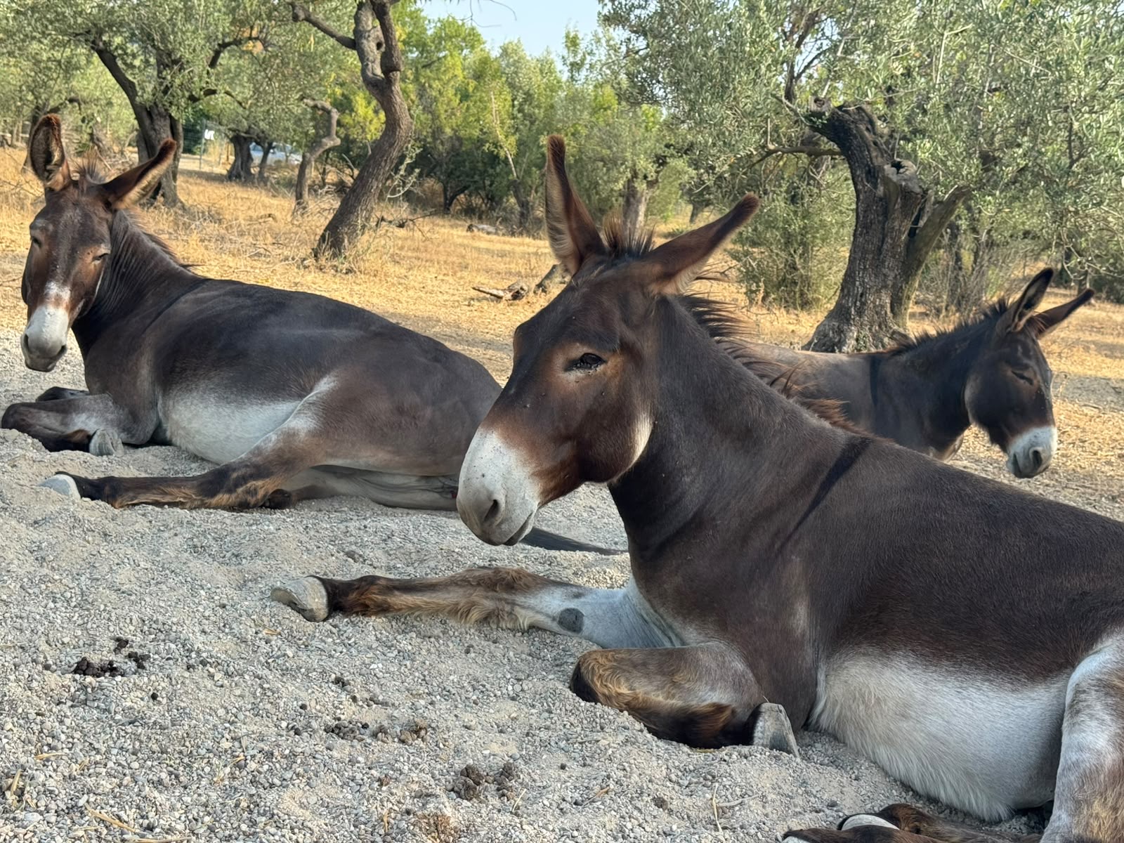 Tres burros descansan bajo los olivos en el refugio